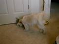 Missy playing with Wolfie.avi