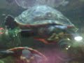 My old turtles: Philbert, Mini-me, and Sparky My old turtles: Philbert, Mini-me, and Sparky