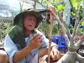 adenium thaisocotranum adenium thaisocotranum
