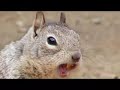 squirrels-the-music-video.html