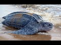 Click here to watch this video Save The Leatherback Sea Turtles