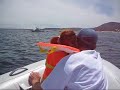 flying manta or mobula rays