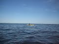 flying manta or mobula rays