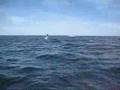 Flying manta or Mobula rays