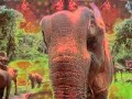 PSY ELEPHANT