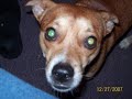 Jack Russells, Shitzu\