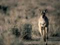 videos de Wanderers & Nomads
