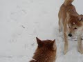 初めての雪に、喜んでるか�...