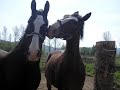The Rhythm of Horses The Rhythm of Horses