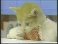 Nameneko Nameneko