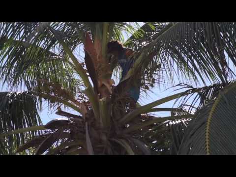 how to get more yield from coconut tree