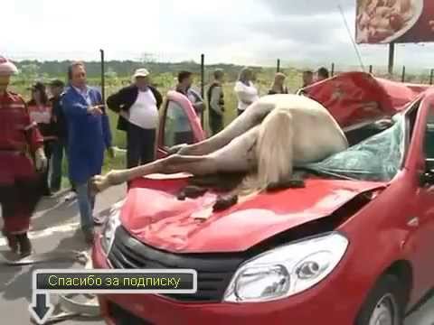 إصطدام سيارة مع حصان ..شيء لا يصدق لكنه حدث