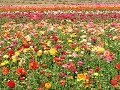 Carlsbad Flower Fields - A Popular Tourist Attraction