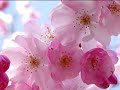 Poema recitado, Aroma de mujer ( En la Voz de: Beto de Argentina )