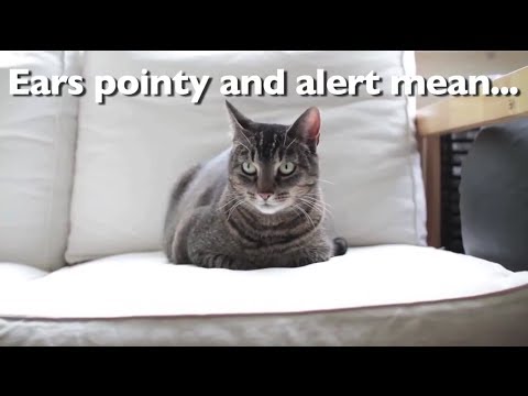 Understanding Your Cat