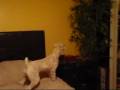 Soft Coated Wheaten Terrier goes crazy for flying toy