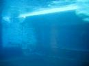 Two Beluga Whales