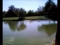 Duck Park Fun