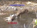 Locked Bucks, Whitetail Deer