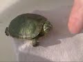 Tartaruga Tartaruga
