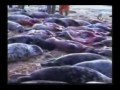 Maltrato Animal: Un Crimen Legal.