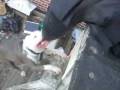 videos de Brooklyn Blue Bullies (Training 