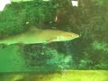 requin requin