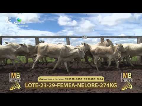 543� LEIL�O VIRTUAL MB LEIL�ES