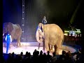 Cirque GEORGET numéro avec les éléphants.
