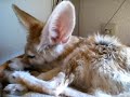 Fennec fox is grooming to rub one of the ear