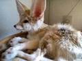 Fennec fox is grooming to rub one of the ear