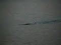 A shark at Cape Lookout NC