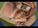 Male-Reproductive-Mo