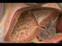 Male-Reproductive-Mo