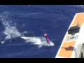 POPPING a DOGTOOTH TUNA