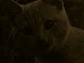 Cat vs Nicklas