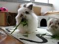 Bunny Veggie-Killing Competition