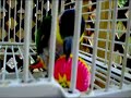 Caique plays with babble ball Caique plays with babble ball