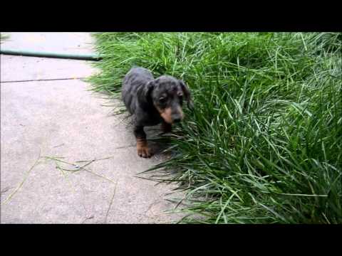 Noah Silver Dapple Male Miniature Dachshund Puppy for sale