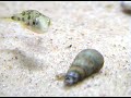 My Dwarf Puffers My Dwarf Puffers