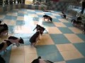 Pigs fighting Pigs fighting