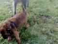 Shabbas Fourth Litter @ 8 Weeks