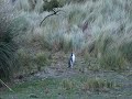 Yellow Eyed Penguin
