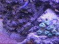 Mining Gobie