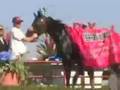 USTA PaddockView: 2008 World Trotting Derby