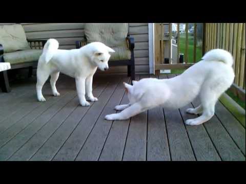how to take care of akita puppies