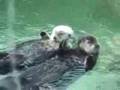 otters holding hands