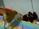 he's super active at night.