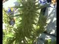 videos de How high San Cristovo