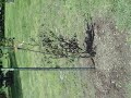 GRAMMA ANNE MEMORY TREE
